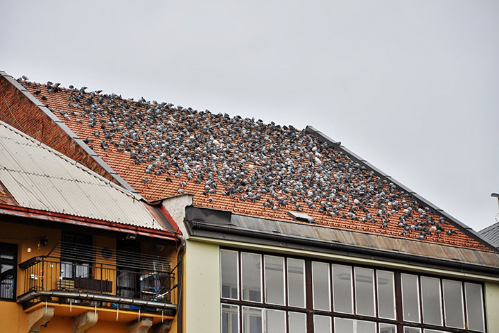 A2B Pest Control are able to install spikes to deter birds from roofs in Fareham. 