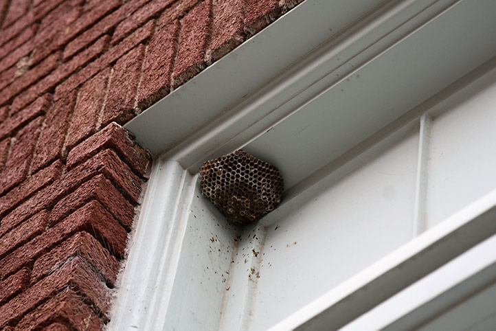 We provide a wasp nest removal service for domestic and commercial properties in Fareham.